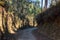 Ancient road in the forest on Camino de Santiago. Path in wood. Footpath in deep forest.