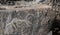 Ancient rock drawings petroglyph, horse