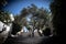 Ancient romantic olive tree on Stairs in Mediterranean Town