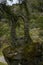 Ancient ruin stone structure building covered with moss near Sao Pedro chapel with trees and boulder landscape in Monsanto,