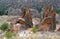 Ancient Ruins at Bandelier National Monument