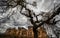 The ancient ruins of the mansion and a tree with curved bizarre branches. Mystical scary fabulous photo. Halloween celebration.