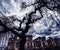 The ancient ruins of the mansion and a tree with curved bizarre branches. Mystical scary fabulous photo. Halloween celebration.