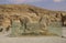 The ancient ruins of the Persepolis complex, famous ceremonial capital of Ancient Persia, Iran