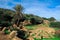 Ancient Ruins of Roman Tipasa with the Nice View to the Mediterranean coastline near Tipaza city