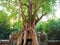 Ancient ruins of Ta Som temple in Angkor Wat complex, Siem Reap Cambodia. Stone temple door gate ruin with jungle tree aerial