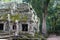 Ancient ruins and tree roots, Ta Prohm Temple