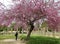 The Ancient Ruins under Blooming Pink Judas Trees in the Archaeological Site of Ancient Olympia