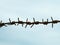 Ancient rusty barbed wire against sky