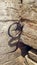Ancient rusty wall ring
