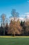 Ancient Scottish Tree in Late Afternoon sunlight at the end of