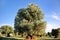 Ancient secular olive tree in the countryside of Apulia, Italy