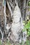 Ancient Shiva statue under the tree, Ancient Siam