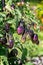 Ancient specie of purple tomatoes growing in a vegetable garden