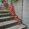 Ancient steps leading to the castle.