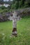 Ancient stone cross of a gravestone in a rural cemetery full of grass in Galicia, Spain