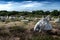 Ancient Stone Field Alignements De Menhir Carnac With Neolithic Megaliths In Brittany, France