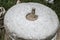 The ancient stone hand mill with grain. Medieval hand-driven millstone grinding wheat. Old quern stone hand mill with