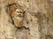 Ancient stone mask at Herculaneum, Italy