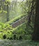 ancient stone stairway in the forest