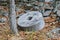 Ancient stone wheel of abandoned water mill to grind flour in old farm