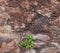 Ancient stonewall with weed growing on it