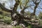 Ancient sycamore tree