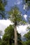 Ancient tall cypress tree