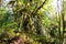 Ancient tall maple trees covered in thick moss in the Pacific Northwest