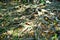 Ancient tangled roots on the forest floor in Bali Indonesia