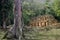 Ancient temple jungle ruins with tree