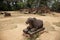 Ancient temple stone monument in Angkor Wat complex, Cambodia. Sacred cow statue. Nandi bull.