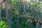 Ancient tingle forest at the valley of giants in Australia