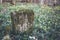 Ancient tombstone or grave overgrown with moss on abandoned and forgotten cemetery