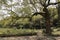 The ancient, towering and lush fragrant maple tree