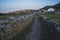 Ancient trail on the Santiago Way in Galicia, Spain.