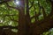 Ancient tree with broad spreading branches. Low angle view to green canopy and sun flare