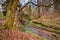 Ancient Tree in Letah Wood