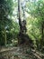 Ancient tree in Nakhonnayok thailand