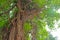 An ancient tree over 300 years old in Beijing`s temple of Confucius