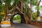 Ancient tree with road through natural arch in huge trunk