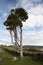 Ancient tree standing alone in an Irish graveyard