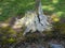 Ancient tree stump as garden seat