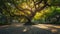 Ancient Tree in Sunlit City Park. Venerable tree spreads its branches in a sun-drenched urban park