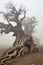 ancient tree with twisted roots in a foggy landscape