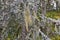 Ancient trees with Beard lichen on the branches