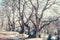 Ancient trees with knobby curving bare branches without leaves