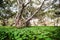 Ancient trees in tropical forest