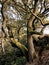 Ancient twisted beech trees in steep hillside woodland with moss