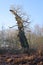 Ancient, twisted Sherwood Forest oak tree in the winter sun